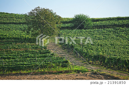 Vineyards in Italy, Piedmont. 21391850