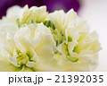 白いストックの花 21392035
