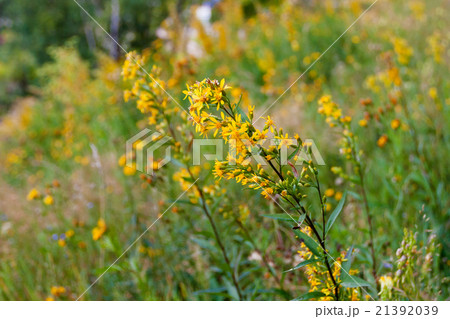 Hypericum flower. Natural summer background Hypericum flower. Natural summer background 21392039