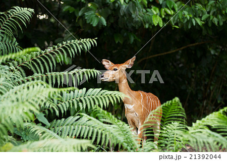 Sitatunga or marshbuck antelope. Sitatunga or marshbuck antelope. 21392044