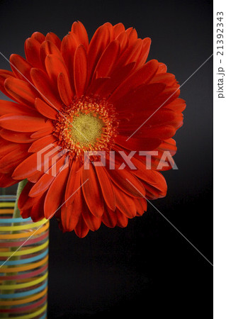 red gerbera red gerbera 21392343