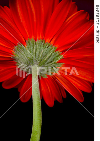 red gerbera red gerbera 21392348