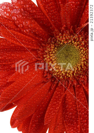 red gerbera 21392372