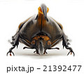 トリニダード産ヘラクレオオカブト♂亜種トリニダエンシス 21392477