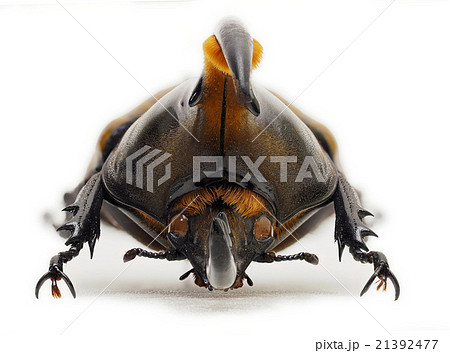 トリニダード産ヘラクレオオカブト♂亜種トリニダエンシス 21392477