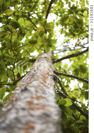 A view through the canopy of a tree. 21392682