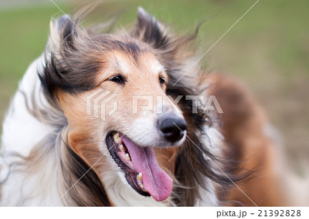 Rough collie dog in wind Rough collie dog in wind 21392828