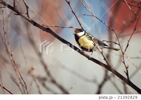 Tit bird sitting on a branch in spring Tit bird sitting on a branch in spring 21392829