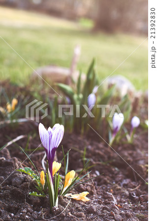 Saffron flower growing in garden in spring Saffron flower growing in garden in spring 21392830