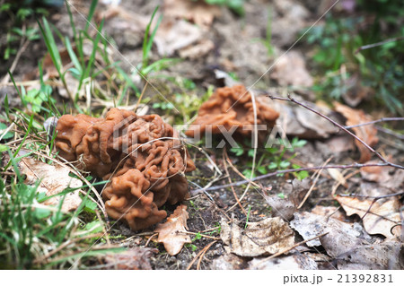 Gyromitra early spring mushroom 21392831