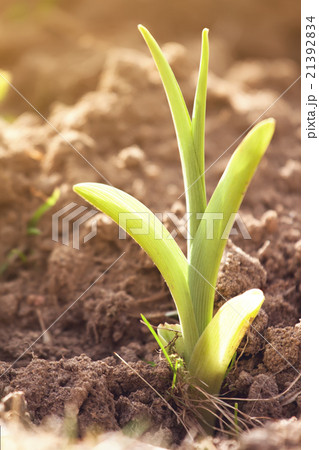 Sprout growing from ground in spring Sprout growing from ground in spring 21392834