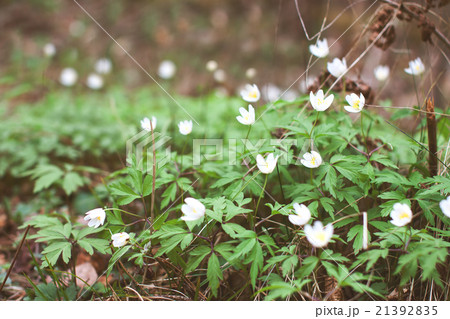 White anemone flowers in forest 21392835