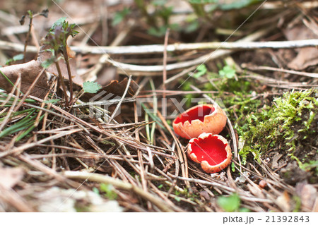 Scarlet Elf Cup Mushroom - Sarcoscypha coccinea Scarlet Elf Cup Mushroom - Sarcoscypha coccinea 21392843