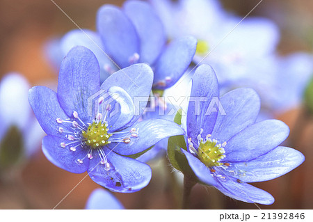 Early spring flowers hepatica Early spring flowers hepatica 21392846