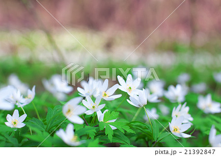 White anemone spring flowers in forest 21392847