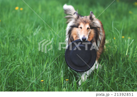 Rough collie dog playing with frisbee Rough collie dog playing with frisbee 21392851