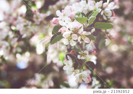 Spring 21392852