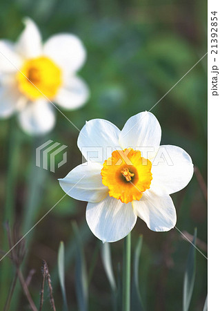 Spring narcissus flower in garden Spring narcissus flower in garden 21392854