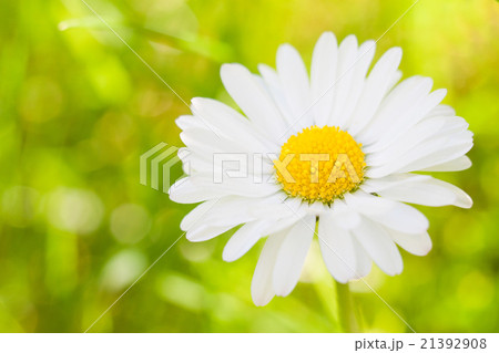 Daisy summer image 21392908