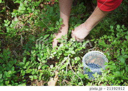 Woman picking berries in forest 21392912