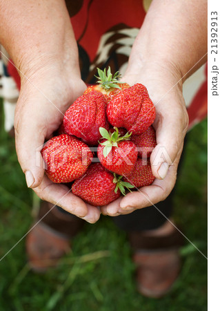 Fresh strawberries in old woman hands 21392913