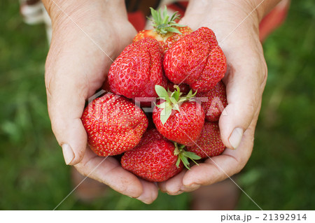 Ripe strawberries in senior woman hands Ripe strawberries in senior woman hands 21392914