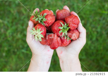 Fresh strawberries in woman's hands 21392915
