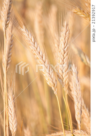 Rye growing on field 21392917