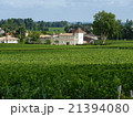 フランス　ボルドー　ブドウ畑 21394080