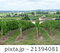 フランス　ぶどう畑 21394081