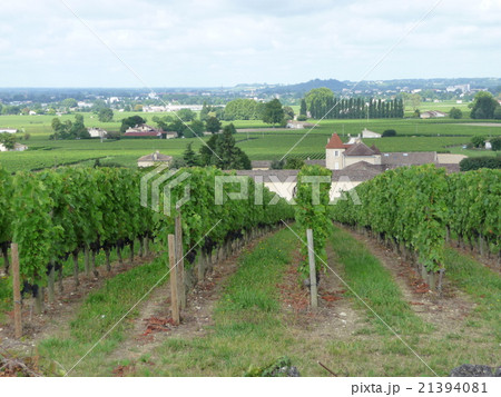 フランス ぶどう畑 フランス ぶどう畑 21394081