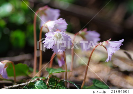 春の使者 21394602