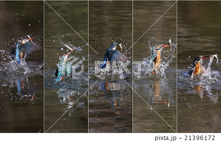 カワセミの驚異の狩り 21396172