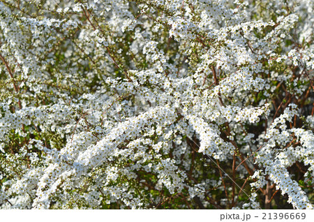 ユキヤナギ(雪柳) ユキヤナギ(雪柳) 21396669