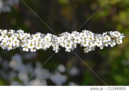 ユキヤナギ（雪柳） 21396800