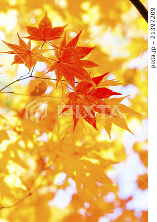 さわやかな紅葉 さわやかな紅葉 21397209