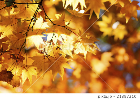 光が当たる紅葉 光が当たる紅葉 21397210