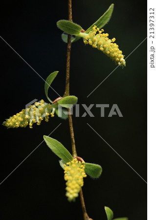 自然 植物 シダレヤナギ 細い枝からいろんな方向に花が出ていますの写真素材