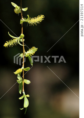 自然 植物 シダレヤナギ 花のついた細い枝が春のやわらかい風に揺れていますの写真素材