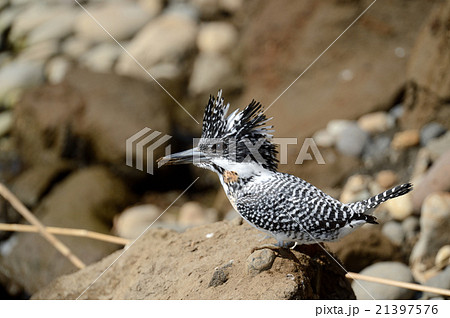 ヤマセミ ヤマセミ 21397576