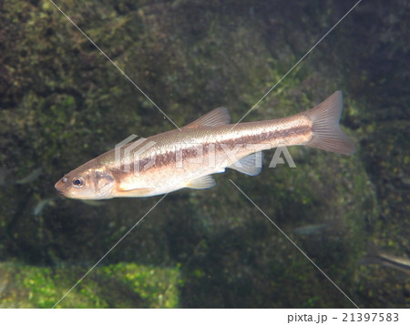 アブラハヤ　渓流魚 21397583