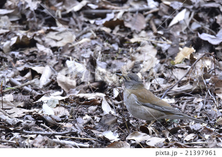 擬態色　〜Mimic〜 21397961