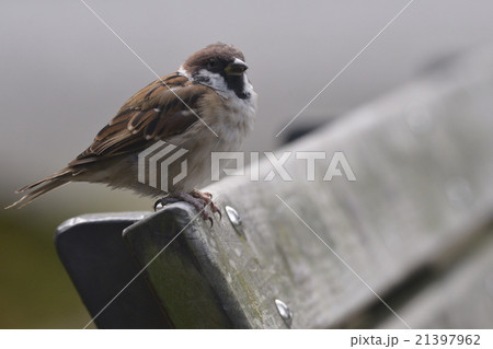 お隣どうですか。〜Big Sparrow〜 21397962