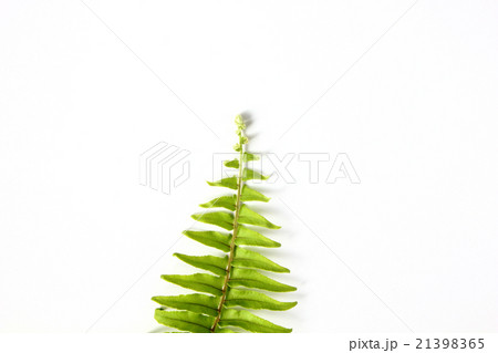 Tuber sword fern on white background 21398365