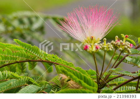 ネムノキの花 ネムノキの花 21398393