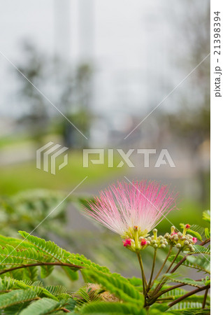 ﾈﾑﾉｷの花 21398394