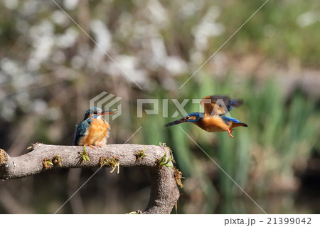 カワセミのカップル カワセミのカップル 21399042