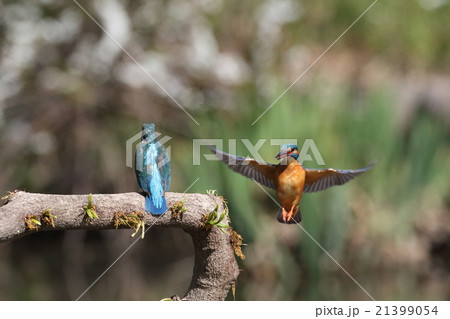 カワセミのカップル カワセミのカップル 21399054