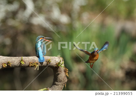 カワセミのカップル 21399055