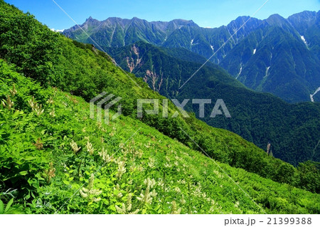 笠新道・杓子平から見る槍ヶ岳とコバイケイソウ群落 21399388